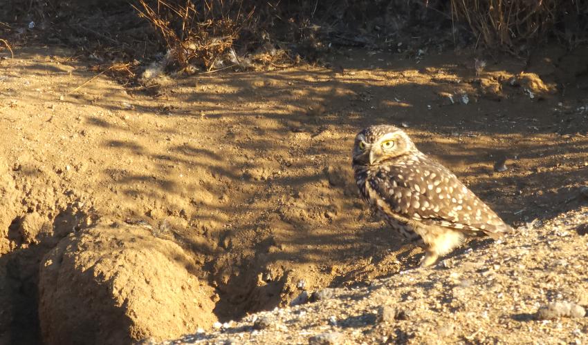 Este es un Pequén (Athene cunicularia), uno de los búhos más comunes de Fray Jorge. Podrás conocer su dieta y de otros búhos más.