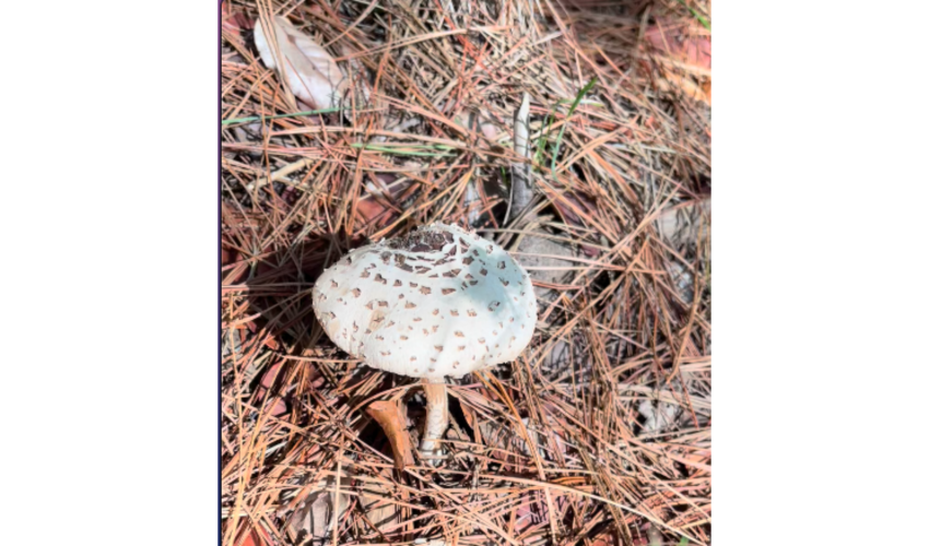 Ruta Mundo Fungi 