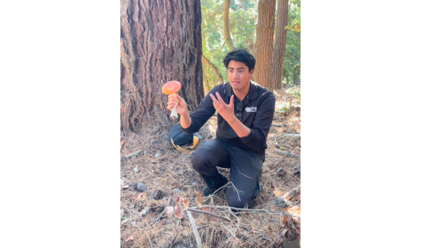 Ruta Mundo Fungi 