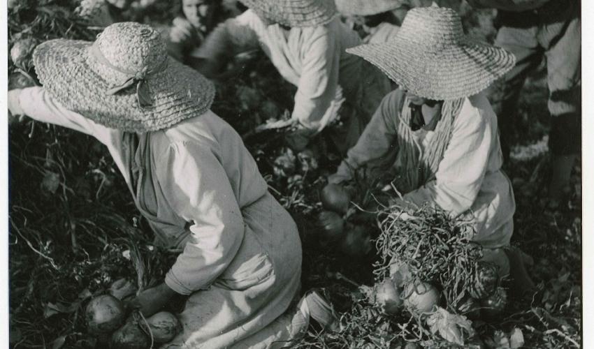 Cosechadoras de cebolla en los alrededores de Talca, c.1950.