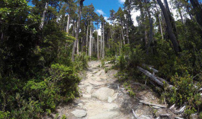 Parque Nacional Alerce Costero